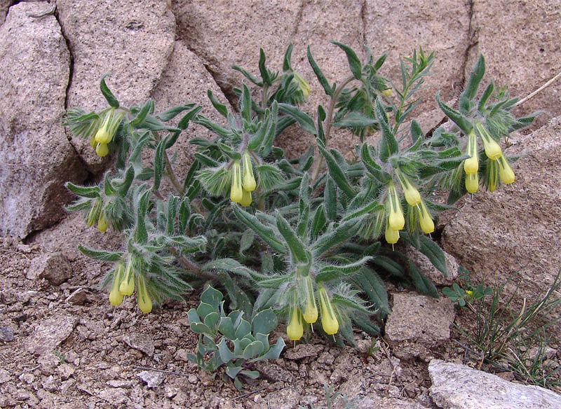 Image of Onosma microcarpa specimen.