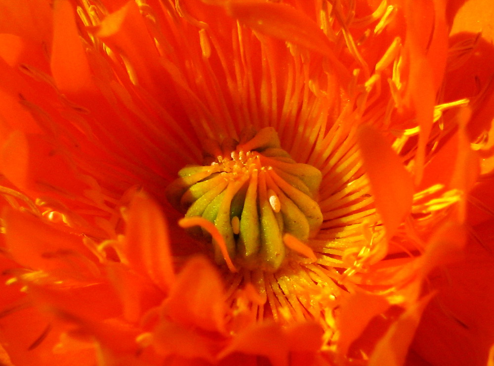 Image of Trollius vitalii specimen.