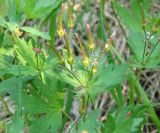 Geranium krylovii