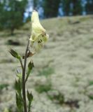 Aconitum ranunculoides