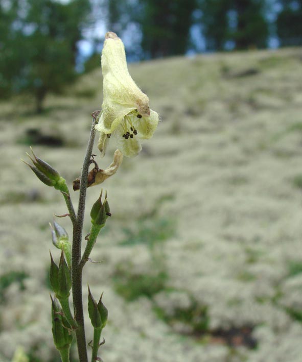 Изображение особи Aconitum ranunculoides.