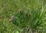 Oxytropis lazica
