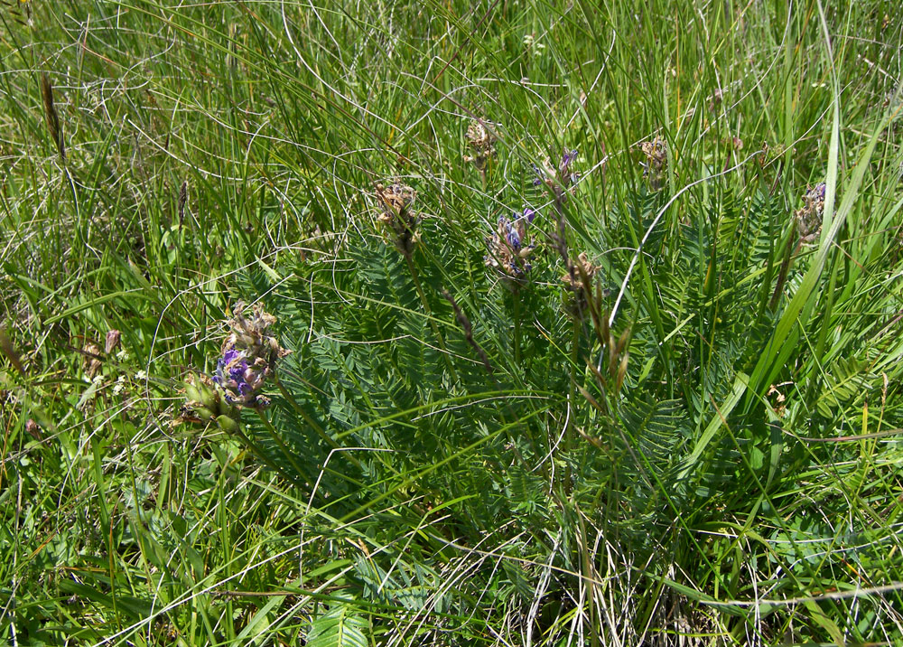 Изображение особи Oxytropis lazica.