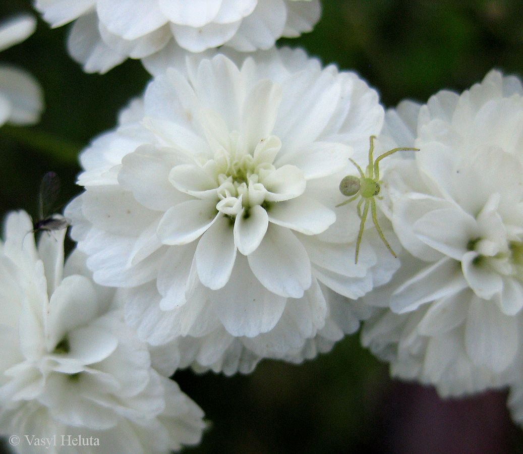 Image of Achillea ptarmica var. multiplex specimen.