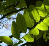 Robinia pseudoacacia