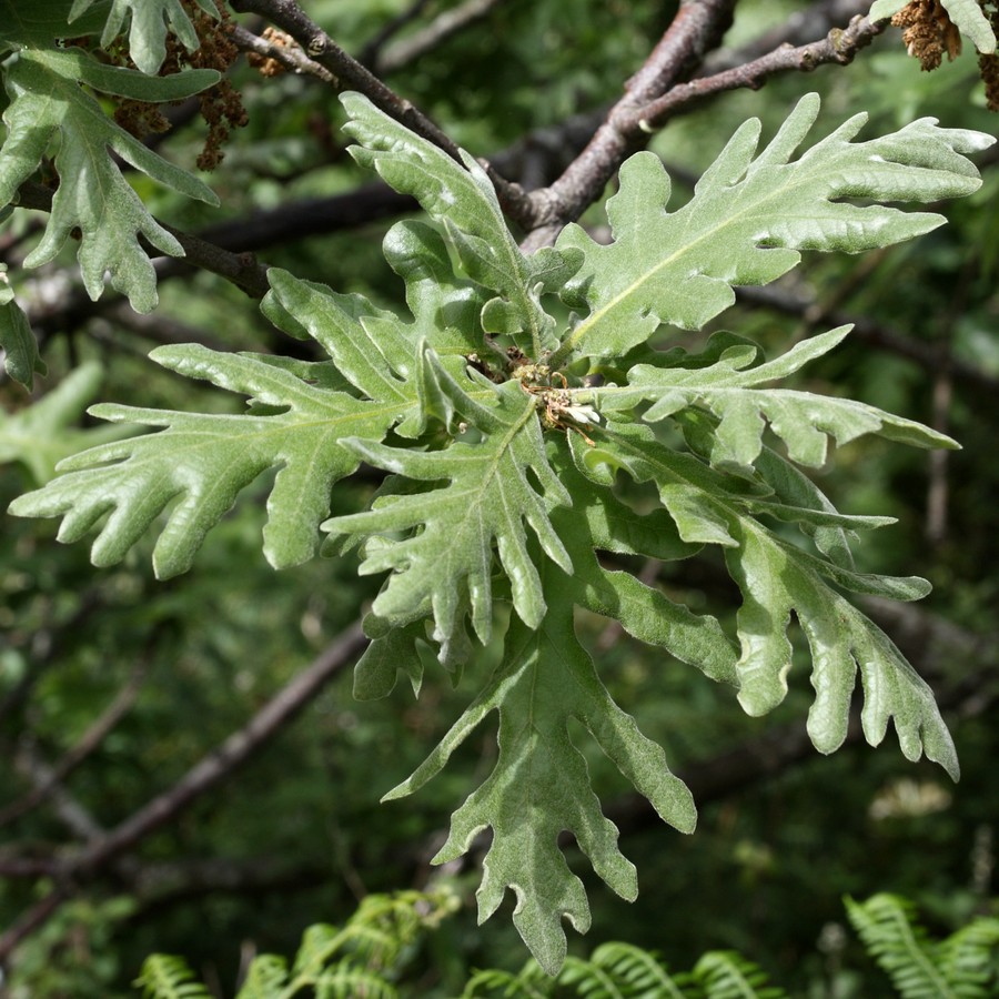 Изображение особи Quercus pyrenaica.