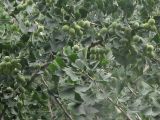 Ginkgo biloba