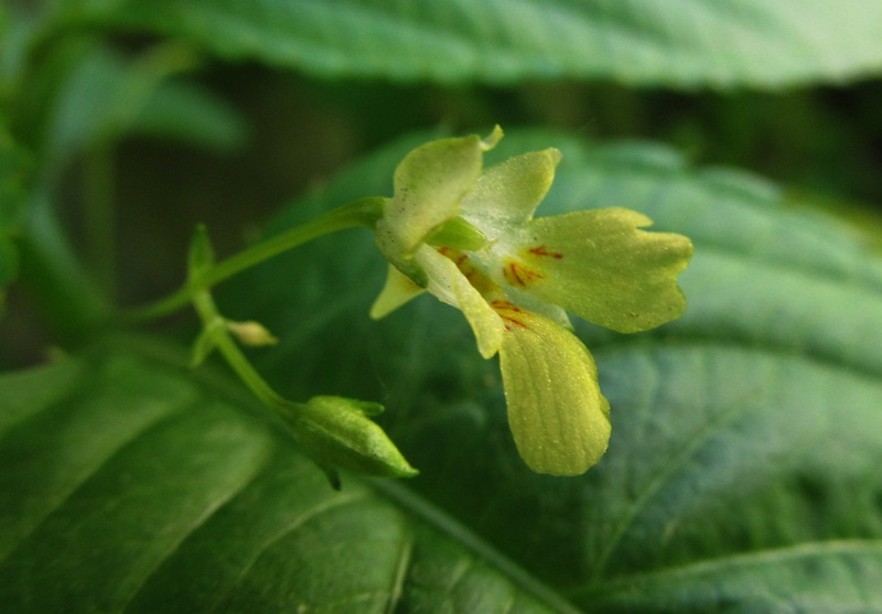 Image of Impatiens parviflora specimen.