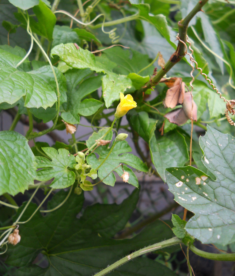 Image of Momordica charantia specimen.