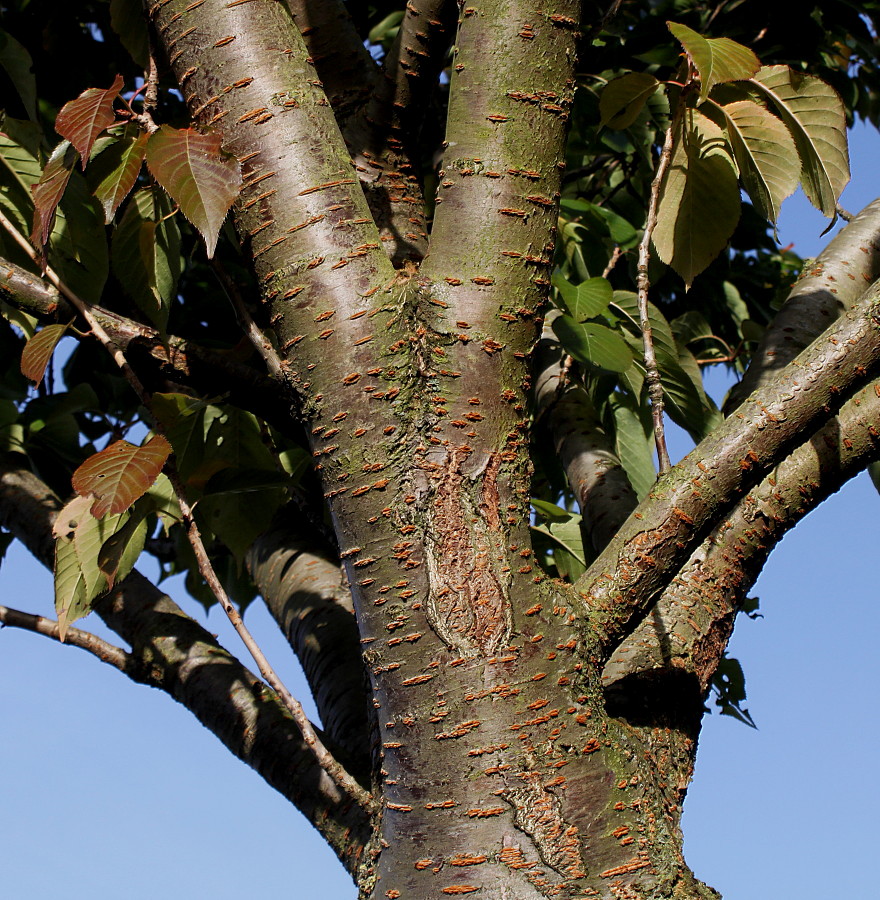 Изображение особи Prunus serrulata.