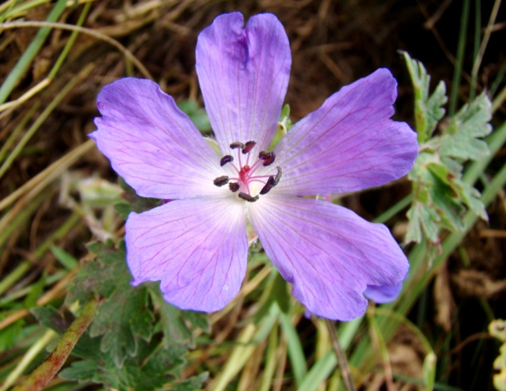 Image of Geranium ruprechtii specimen.