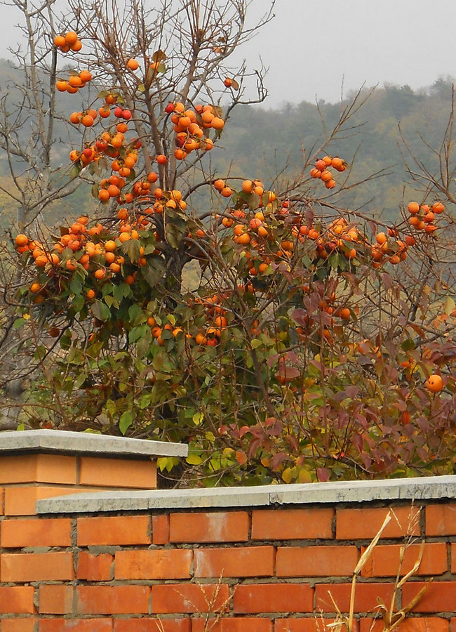 Изображение особи Diospyros kaki.