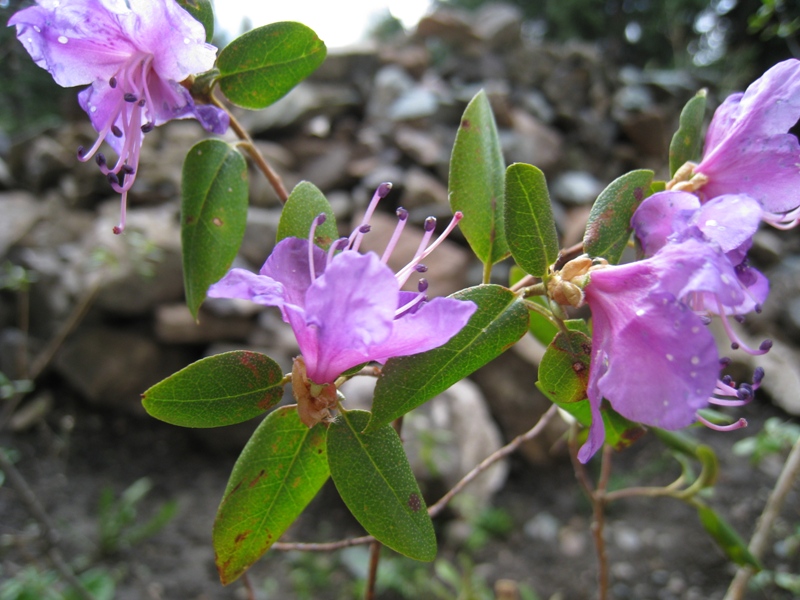 Image of Rhododendron ledebourii specimen.
