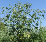 Atriplex sagittata