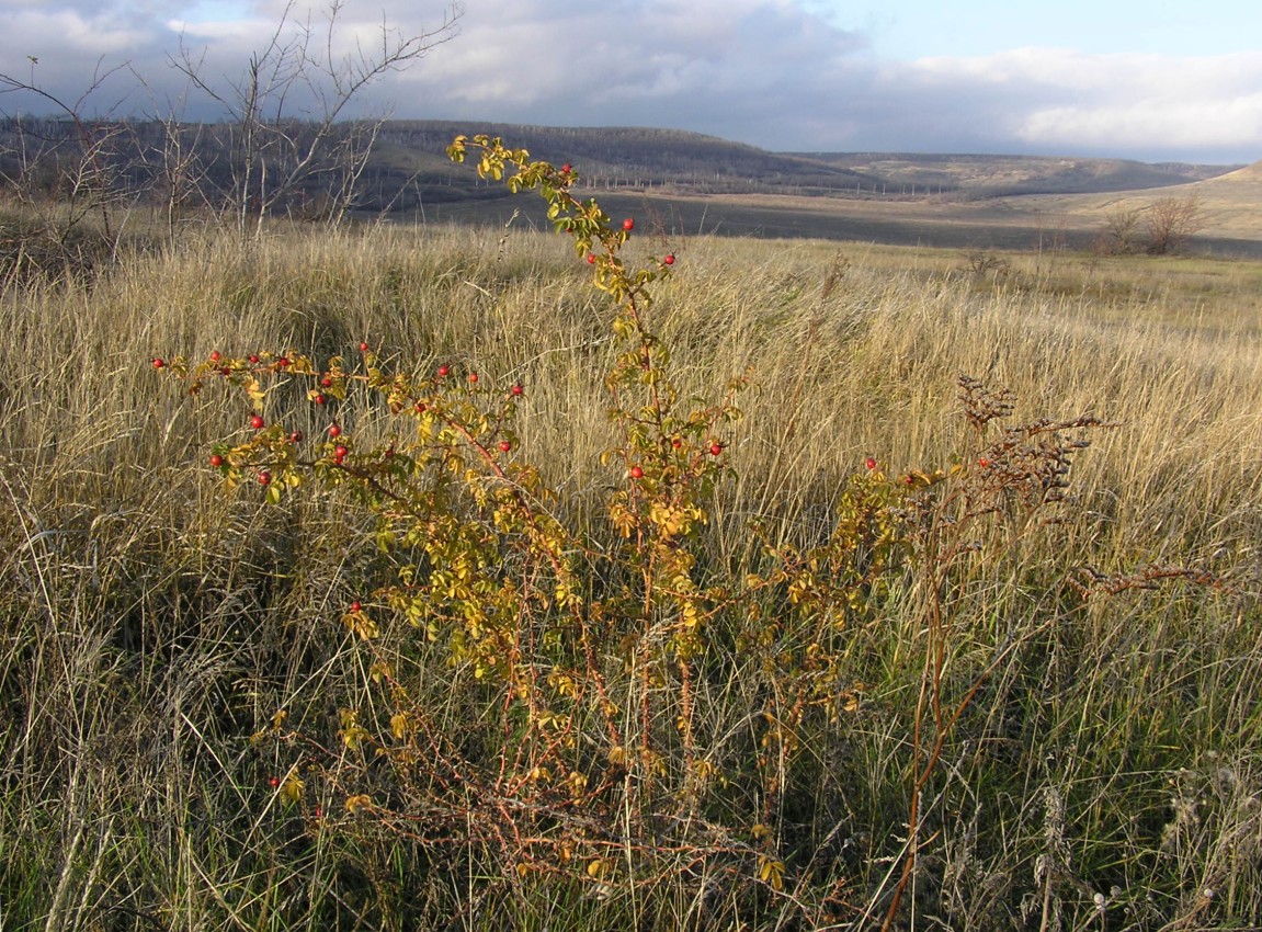 Image of Rosa rubiginosa specimen.