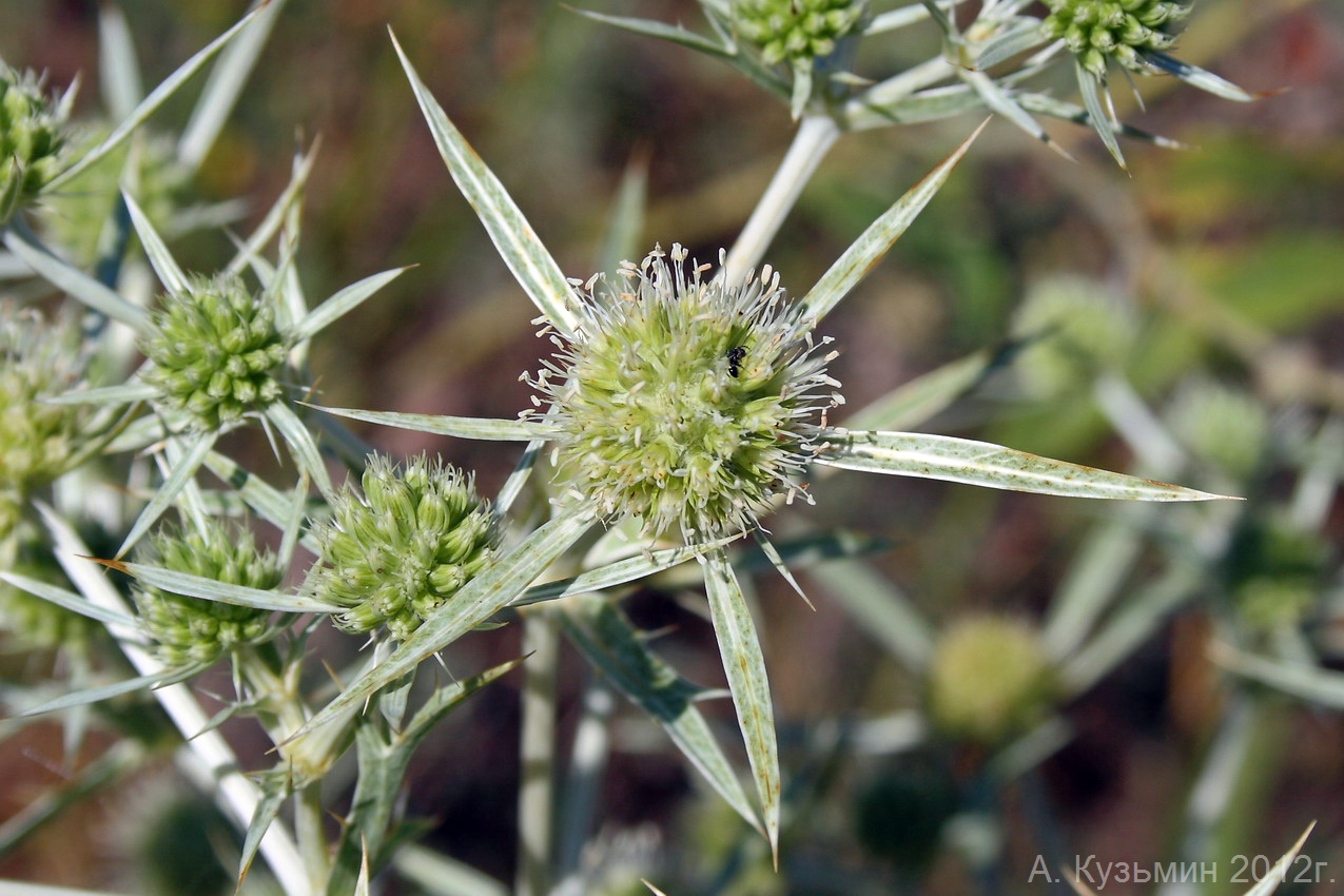 Image of Eryngium campestre specimen.