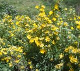 Rosa hemisphaerica