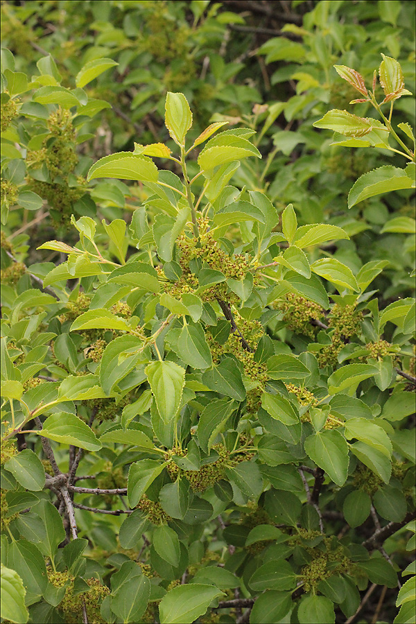 Изображение особи Rhamnus cathartica.