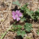 Malva sylvestris. Верхушка побега с цветком. Италия, Помпеи. 17.06.2010.