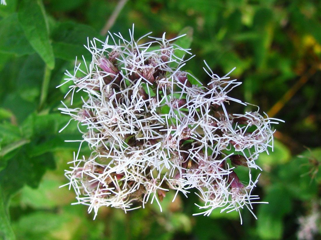 Изображение особи Eupatorium cannabinum.