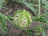 Hibiscus trionum. Незрелый плод-коробочка. Украина, Запорожская обл., Запорожский р-н, возле с. Малышевка, на поле подсолнечника. 19.09.2009.