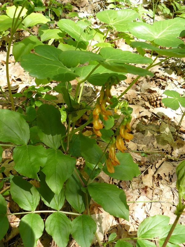 Изображение особи Lathyrus aureus.