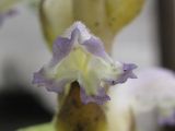 Orobanche cumana