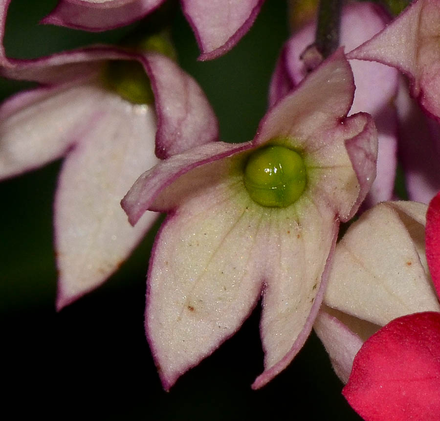 Image of Clerodendrum thomsoniae specimen.