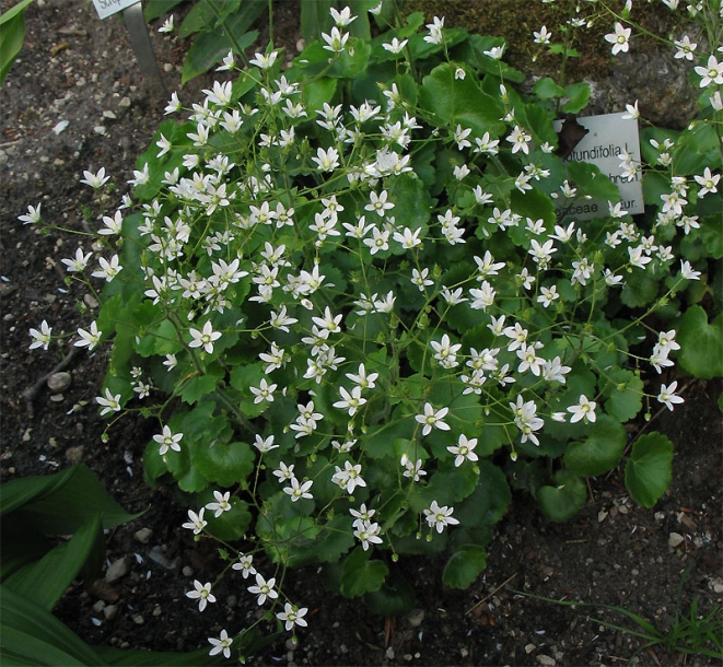 Image of Saxifraga rotundifolia specimen.