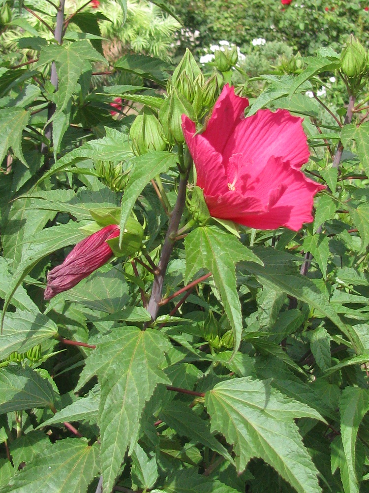 Изображение особи род Hibiscus.