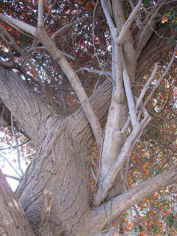 Image of genus Bougainvillea specimen.