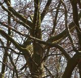 Parrotia persica