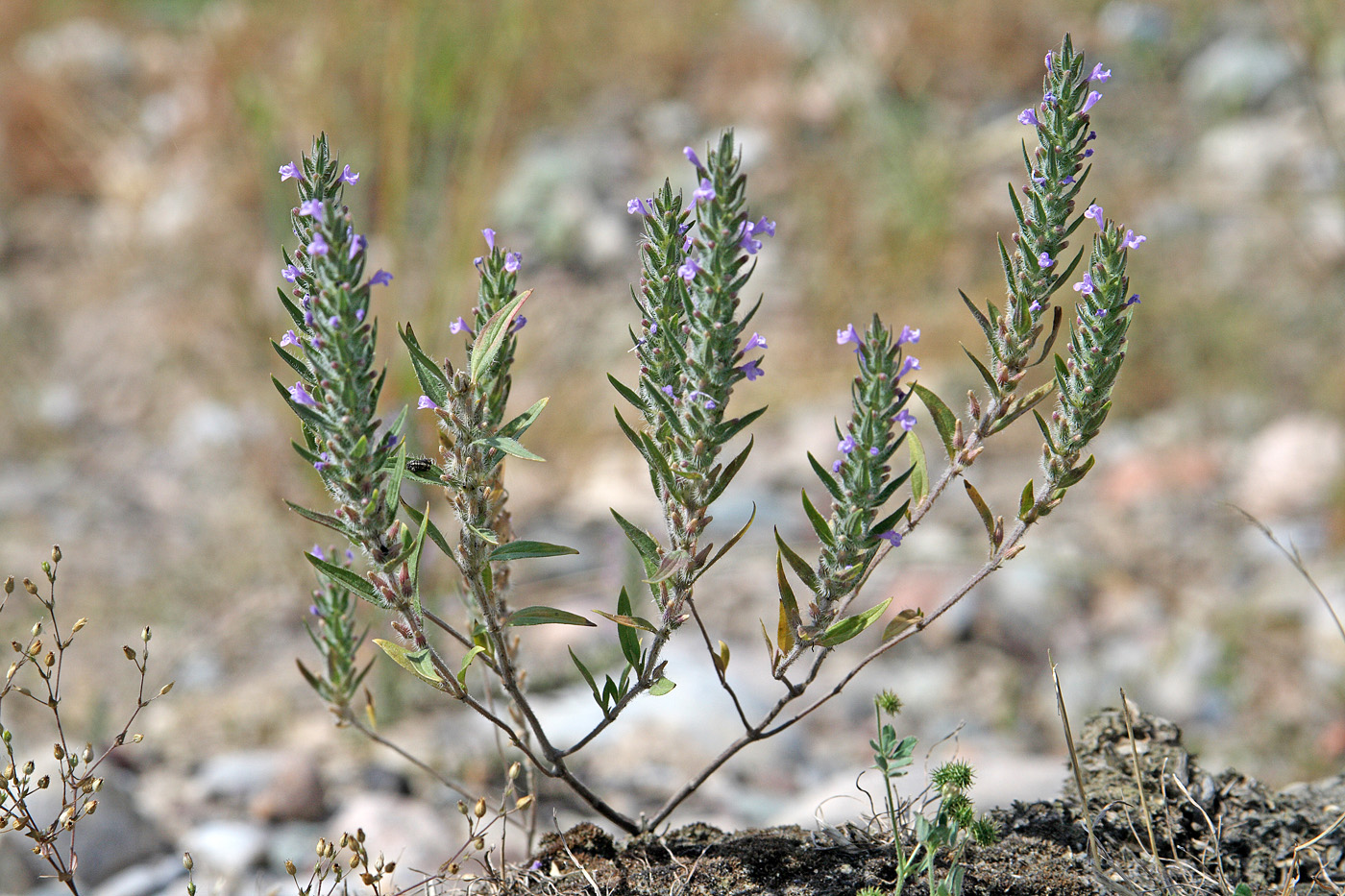 Image of Ziziphora tenuior specimen.