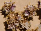 Filago desertorum