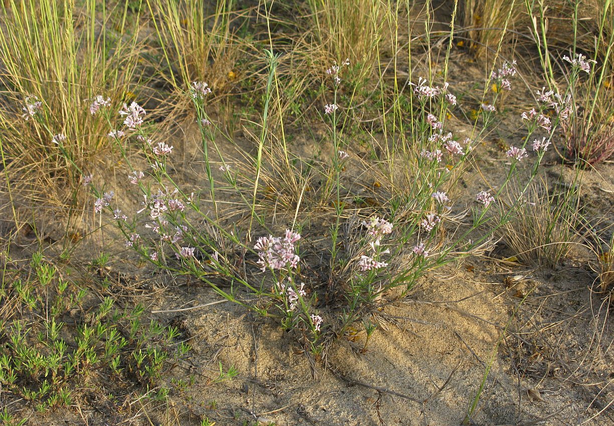 Image of Asperula graveolens specimen.