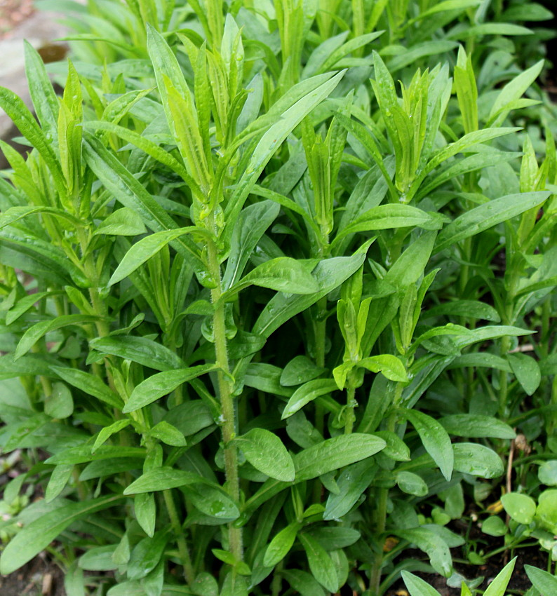 Image of Symphyotrichum novae-angliae specimen.