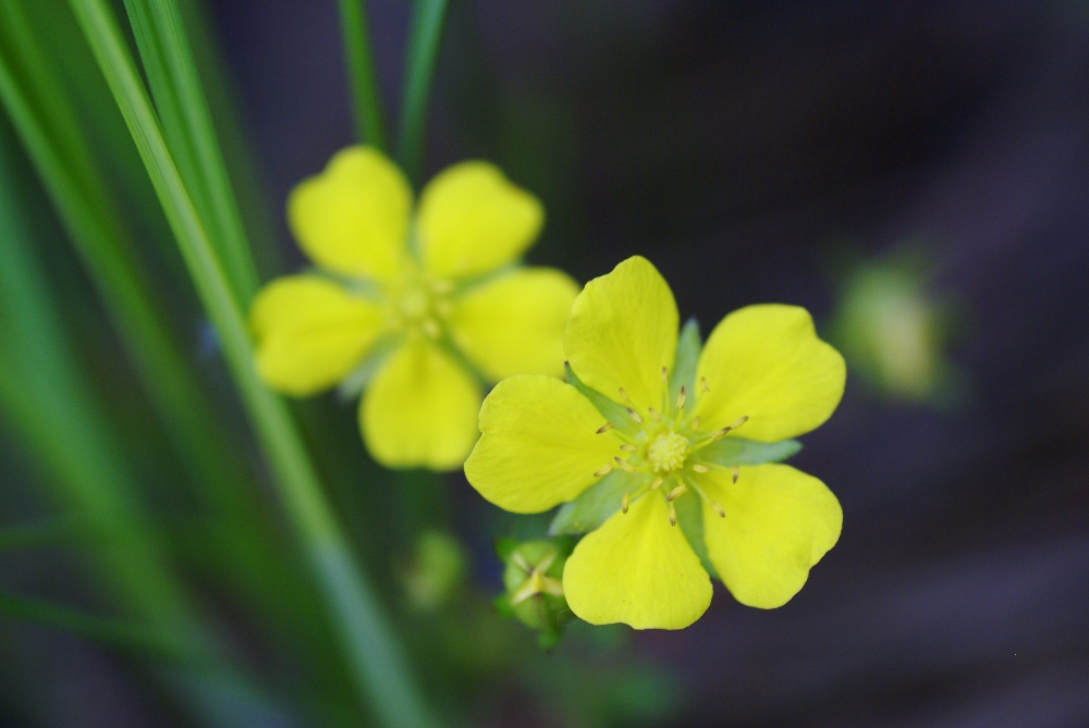 Image of Potentilla freyniana specimen.