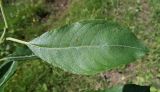 Salix caprea. Лист. Московская обл., Лотошинский р-н, окр. дер. Савостино. 11.06.2013.