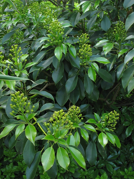 Изображение особи Trochodendron aralioides.