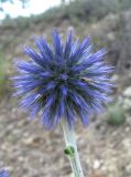 Echinops armatus