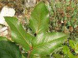 Mahonia aquifolium. Верхушка листа. Краснодарский край, окр. г. Геленджик, прибрежная гора, каменистый склон. 31.07.2013.