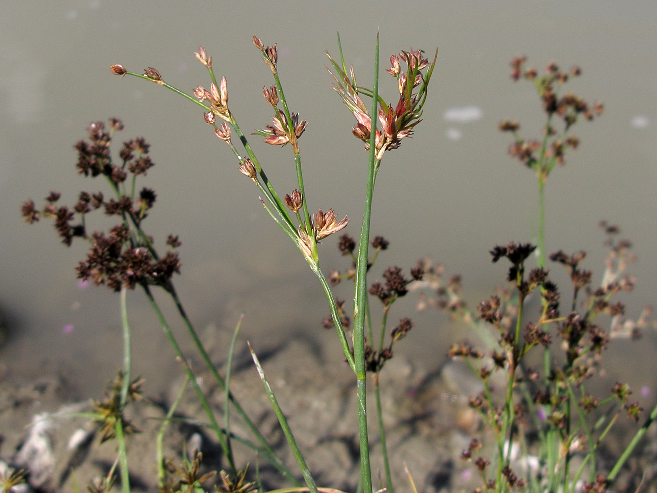 Image of Juncus articulatus specimen.