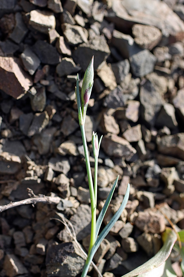 Изображение особи род Dianthus.