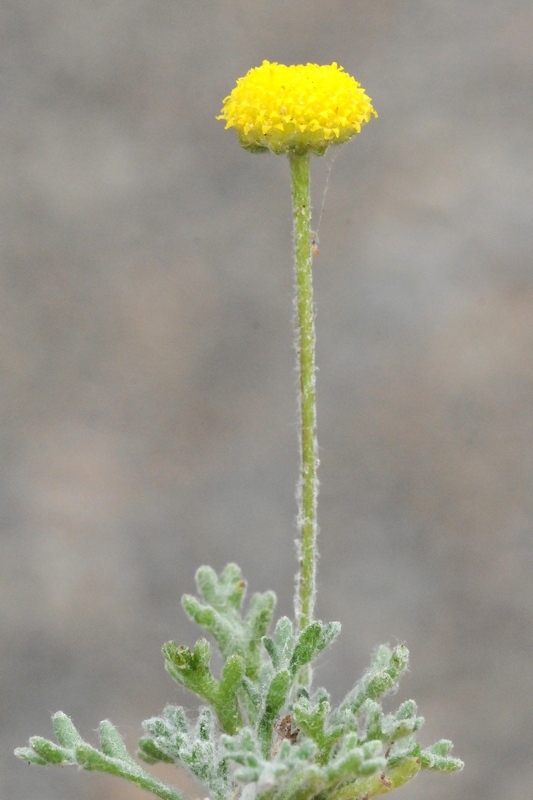 Image of Cancrinia discoidea specimen.