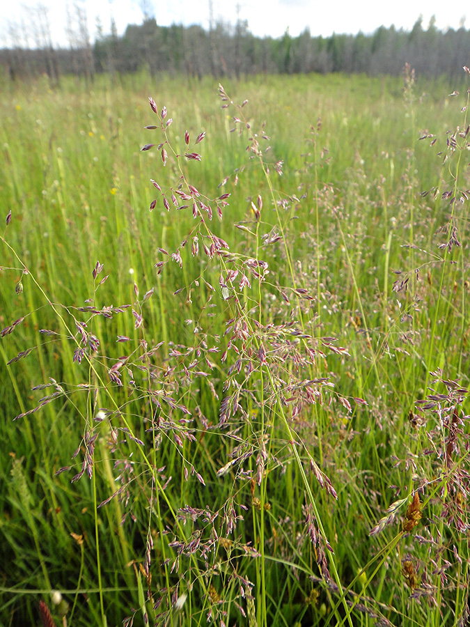 Изображение особи Poa pratensis.