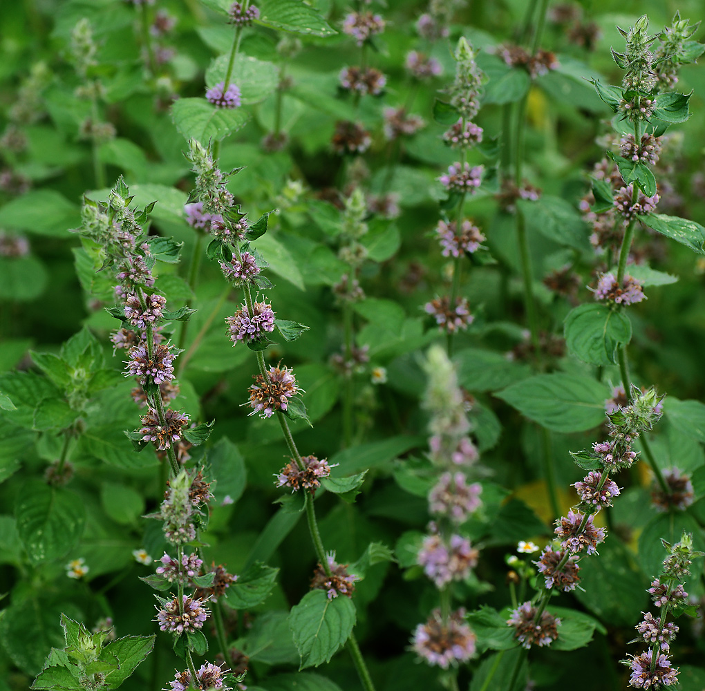 Image of Mentha &times; gracilis specimen.