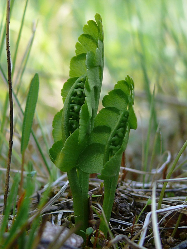 Изображение особи Botrychium lunaria.