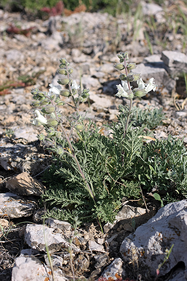 Image of Salvia trautvetteri specimen.