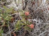 Ledum decumbens