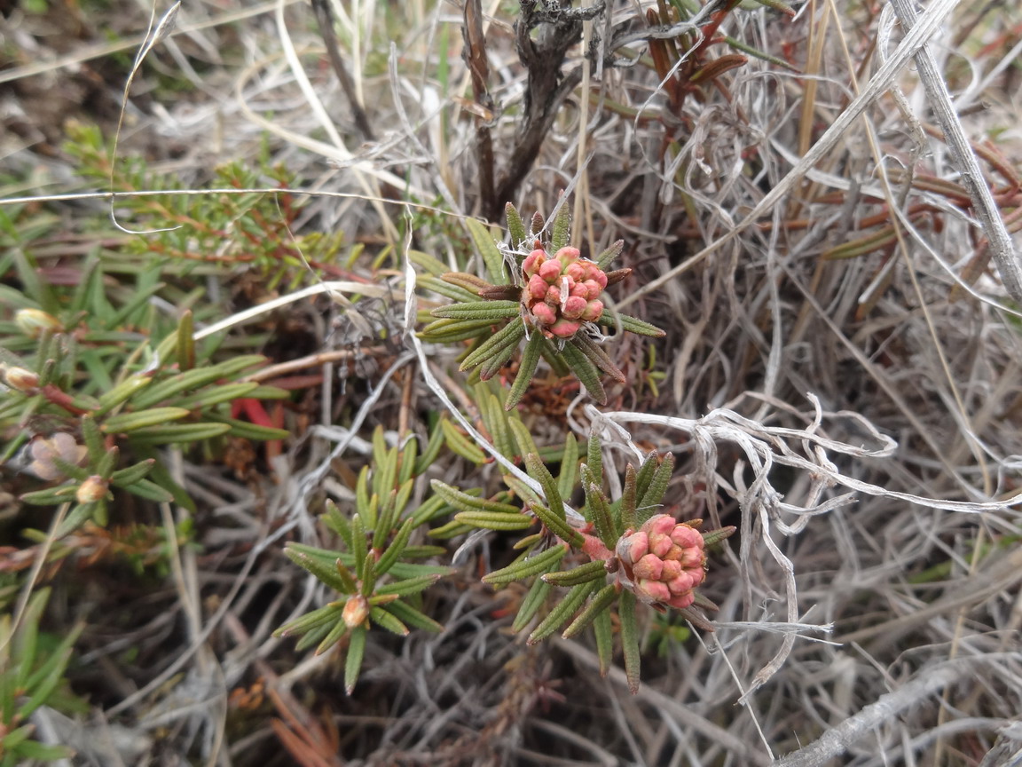 Image of Ledum decumbens specimen.